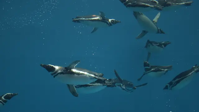リニューアルオープンした水族館「うみがたり」と周辺観光スポット