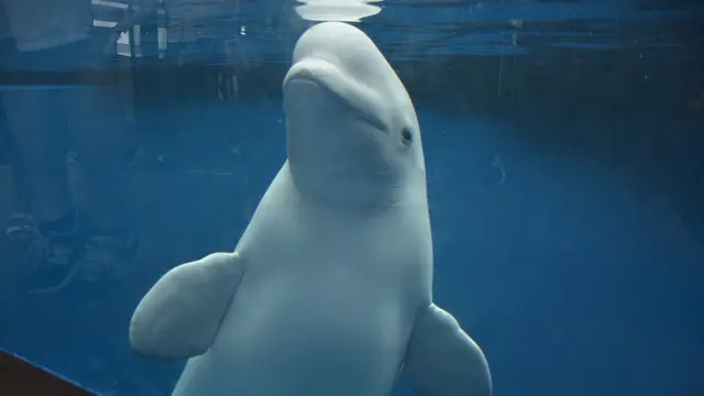 上越の水族館「うみがたり」へ行く直江津デートプラン