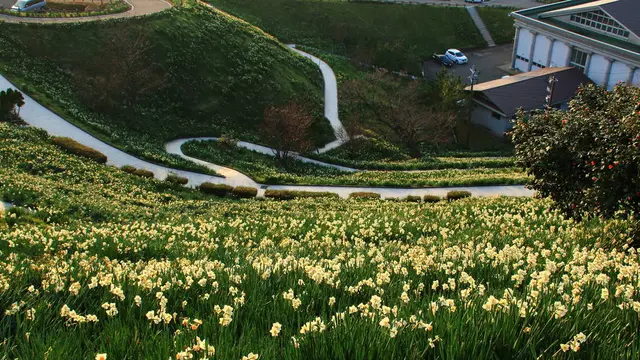 日本最大の水仙群生地！越前水仙の秘境をご紹介！