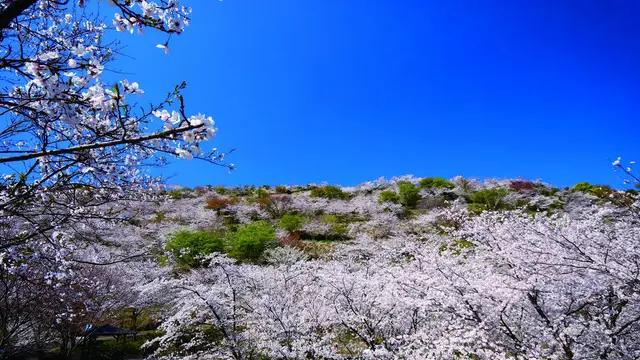 【宮崎春の花旅】桜を巡る春を満喫できるスポット特集!