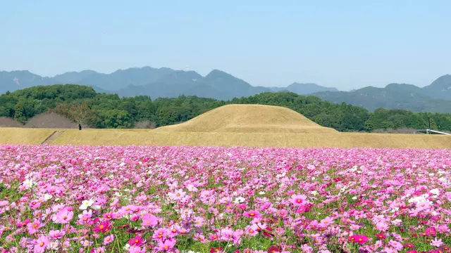 【宮崎秋の花旅】コスモスを巡る秋の花を満喫できるスポット特集!