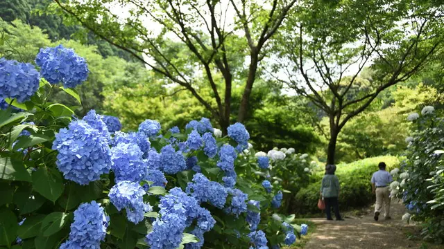 【宮崎夏の花旅】初夏の花を巡る🌻宮崎を色鮮やかに彩る花々を紹介します!