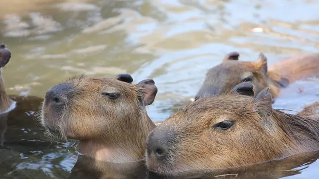 熱海へ。温泉と動物に癒される旅。