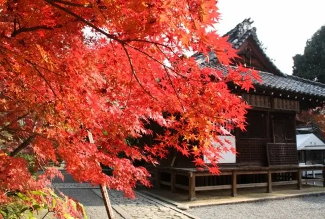 京都 紅葉の修学院を歩く大人旅