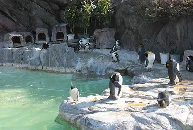 上野動物園で動物達に癒される休日