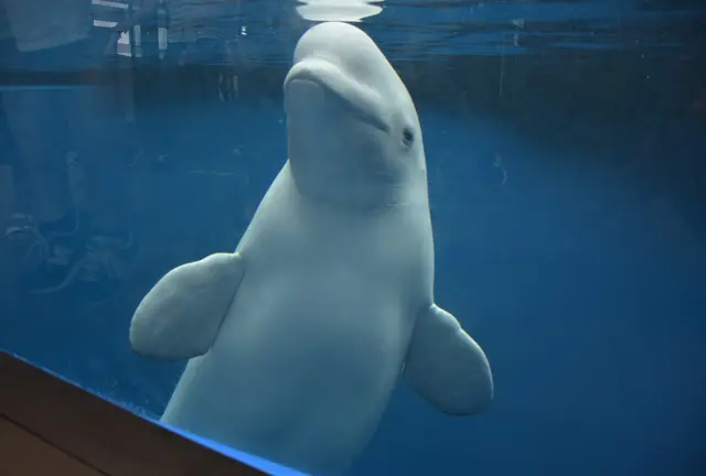 上越の水族館「うみがたり」へ行く直江津デートプラン