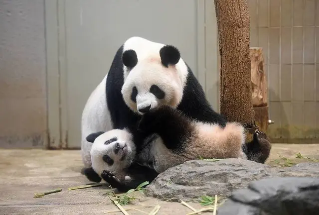 東京日帰り旅行（上野動物園 ほか）