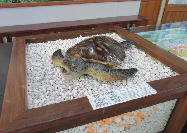 琉球遊客中心　アオウミガメの剥製