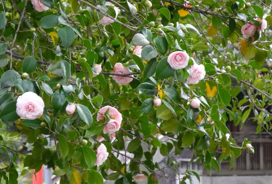 牡丹？山茶花？