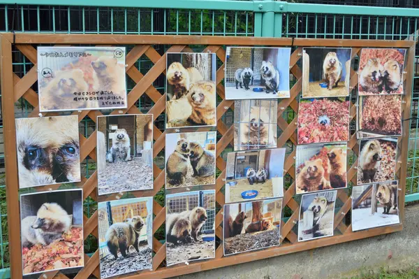 落ち葉に埋もれるたぬきさん