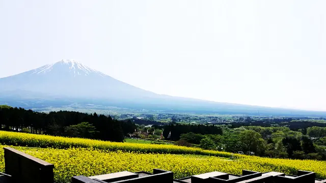 富士山と春の花々ビュースポット周遊(静岡~山梨)