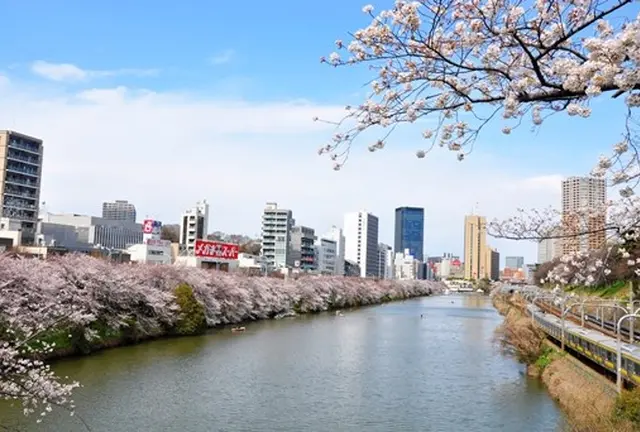 花見散歩おすすめ。市ヶ谷～神楽坂