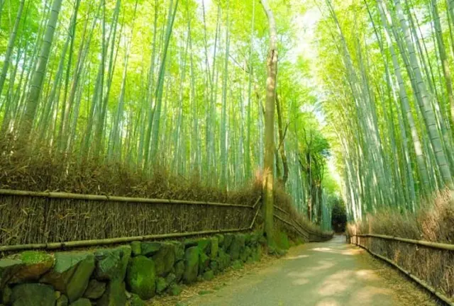 Go to travel in Kyoto day1