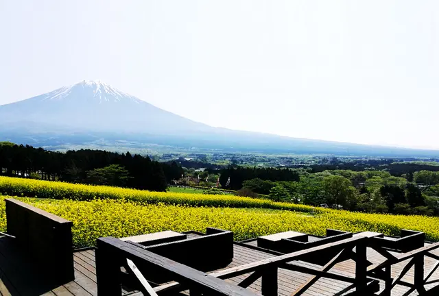 富士山と春の花々ビュースポット周遊(静岡～山梨)