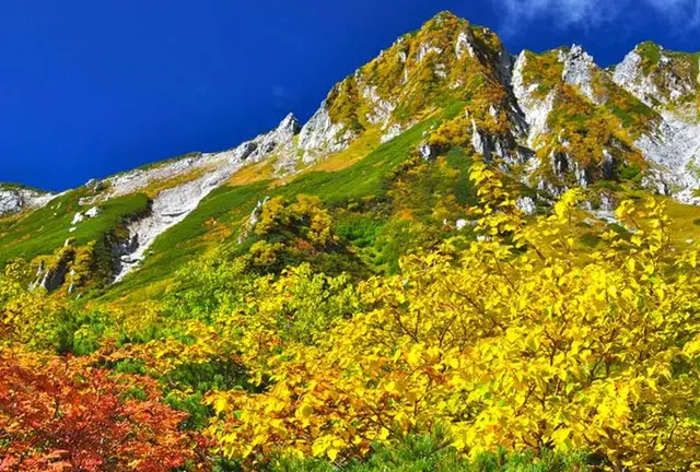 【９月下旬〜10月上旬】中央アルプス千畳敷カールの紅葉　 標高2,612ｍロープウェイで行ける絶景
