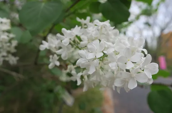 シロライラック