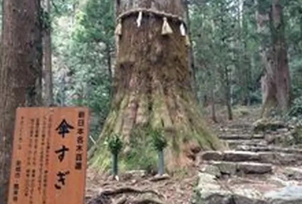 新日本名木百選「傘杉」