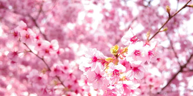 ついに行ったよ！河津桜見物ツアー♪