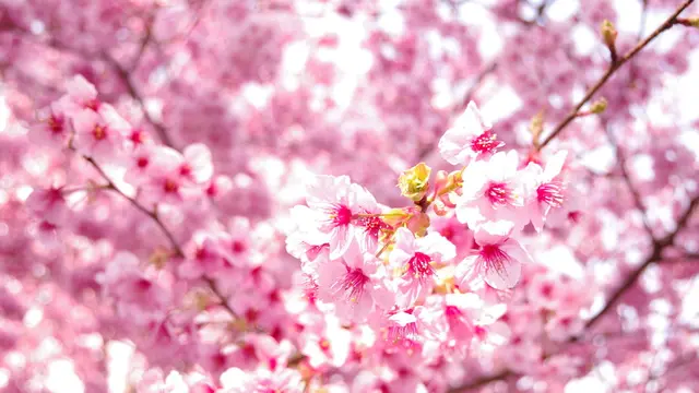 ついに行ったよ!河津桜見物ツアー♪