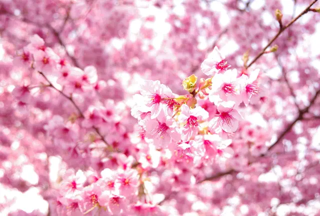ついに行ったよ！河津桜見物ツアー♪