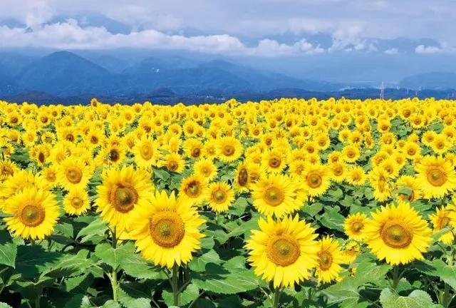 南関東の絶景