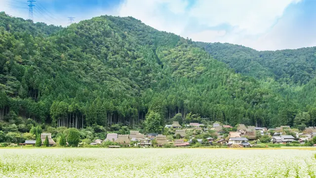 【京都・美山】咲き誇るそばの花と美味しいおそば屋さんをめぐる旅