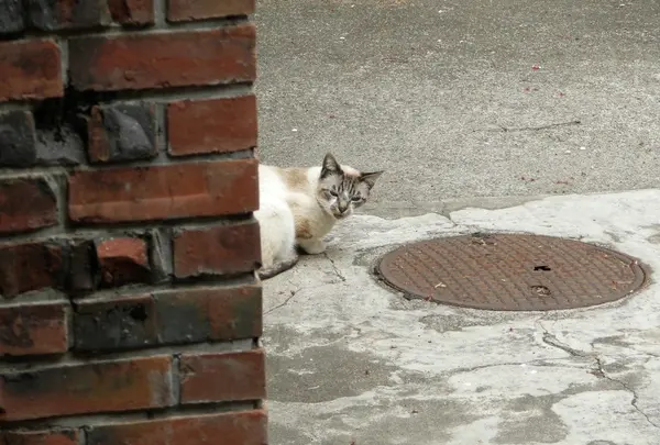 ニャンか用かニャ？