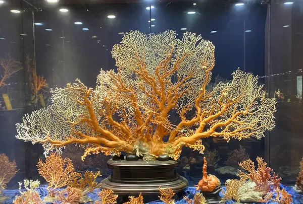 綺麗珊瑚博物館の写真・動画_image_623636