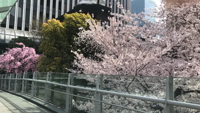 六本木アークヒルズ森 桜