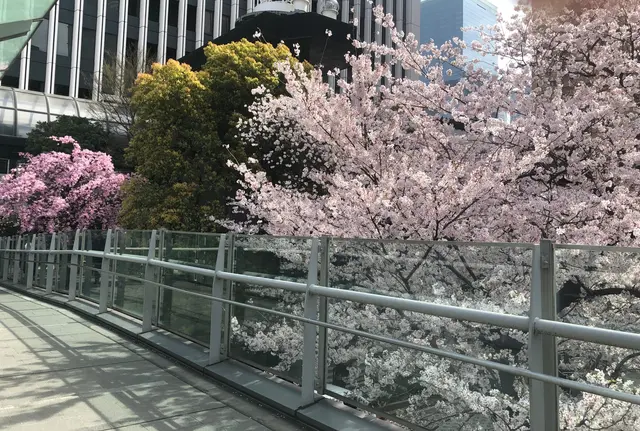 六本木アークヒルズ森 桜