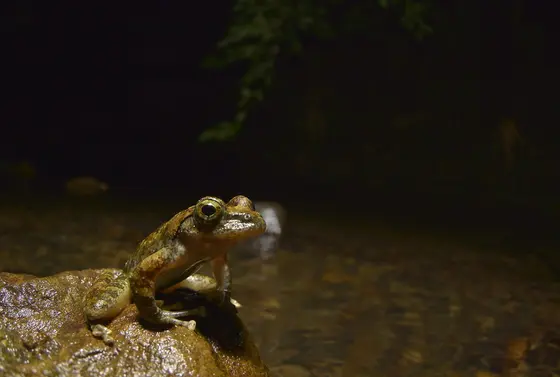 カジカガエル