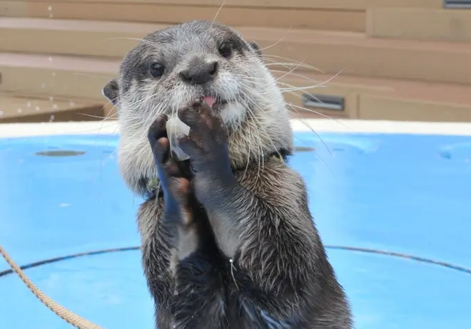 カワウソ・グリーティングタイム～ひんやり氷をプレゼント～