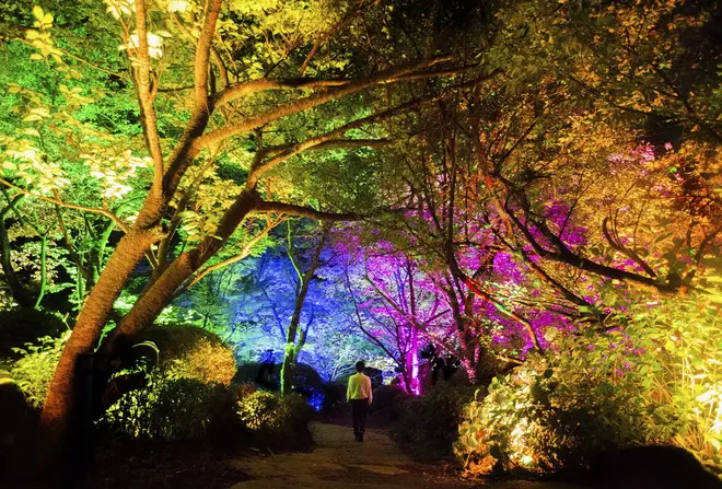 夏桜と夏もみじの呼応する森: https://www.teamlab.art/jp/w/resonatingforest-maple