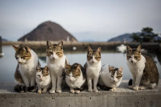 はにぶちひろあき