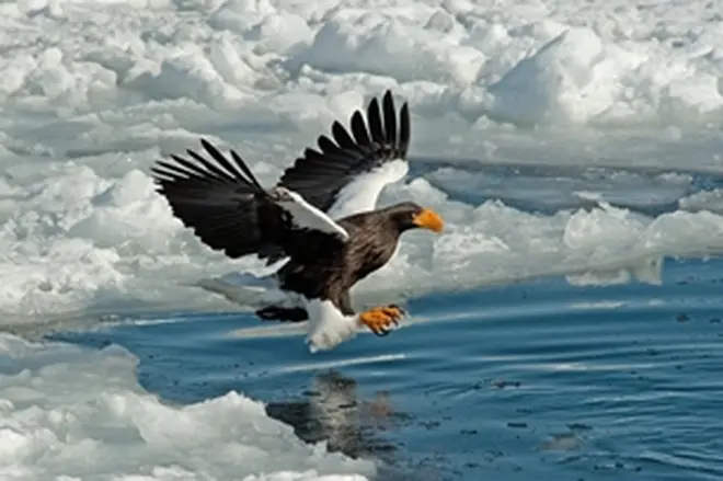 オオワシ 撮影 関 勝則