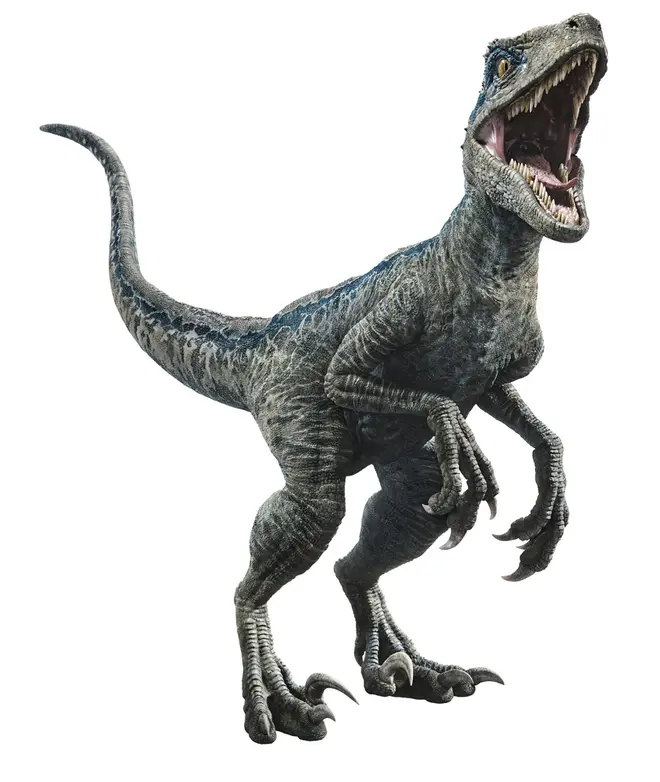 映画に登場するブルー（ラプトル）の等身大モデル