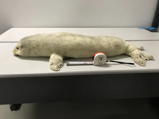 ゴマフアザラシ剥製　画像提供：国立科学博物館