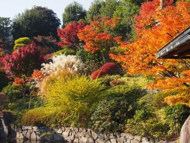 入園無料（9:00～17:00）のモミジもオススメ