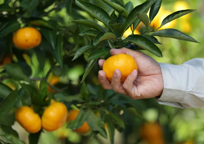 くまのグリーンファーム 早生みかん