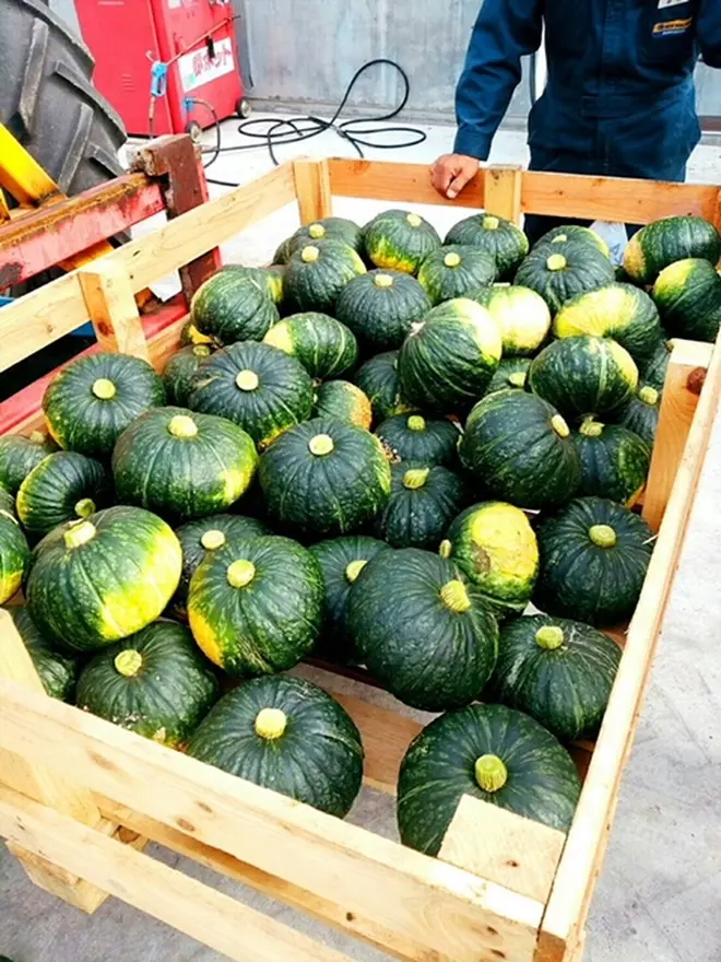 ファームHFT かぼちゃ