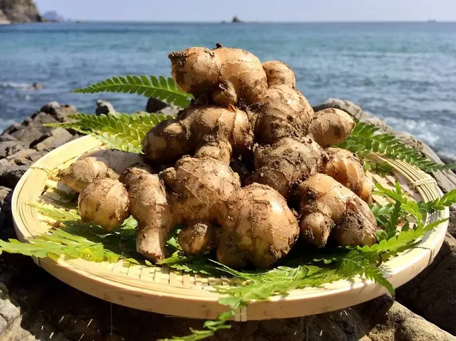 潮と空農園 新生姜