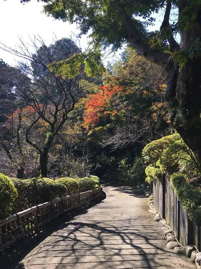 京王百草園の様子　（１１月１０日撮影）