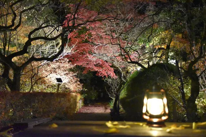 昨年の京王百草園の紅葉ライトアップ