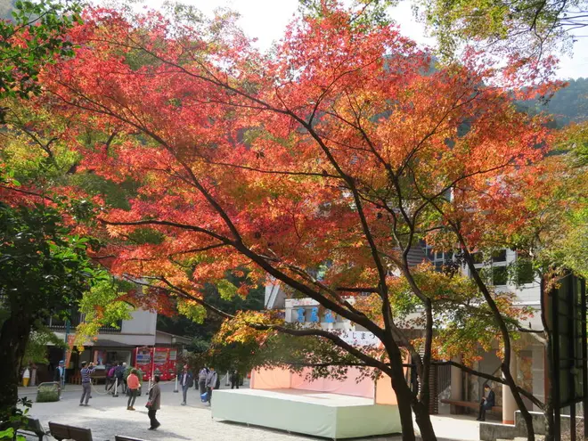 高尾山の様子　（１１月１２日　清滝駅前撮影）