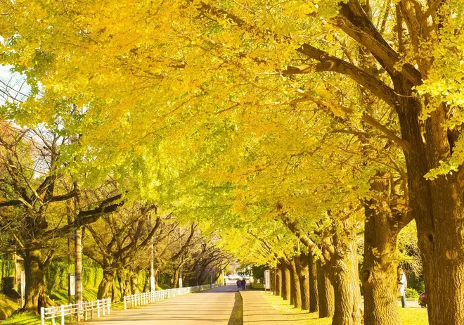 11月中旬にはイチョウ並木が色づく