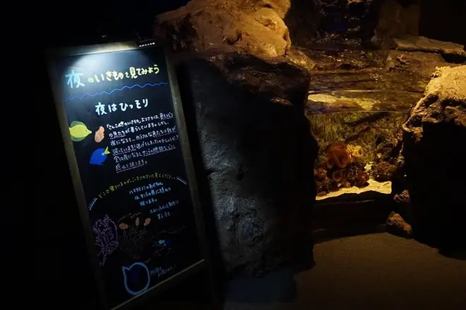 夜のいきもの解説黒板