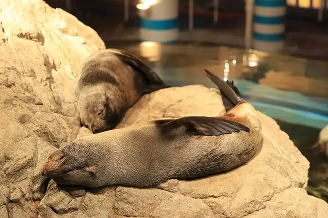 オットセイが寝ているようす