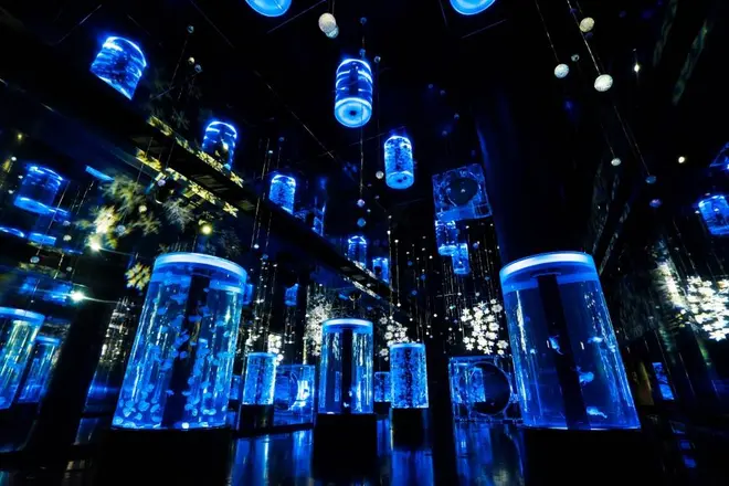 「Jellyfish Ramble」※イメージ