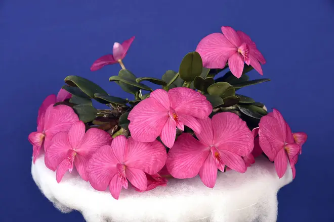 カトレア・ウィッチギアナ（Cattleya wittigiana）