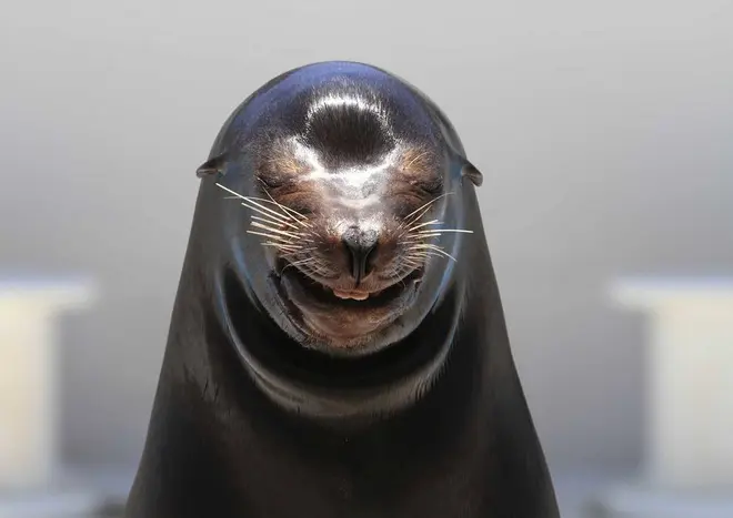 初笑いを披露する笑うアシカ